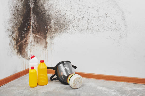 Best Same-Day Mold Removal  in Kensington, CA