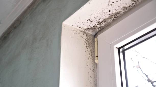 Best Local Mold Removal Service  in Kensington, CA
