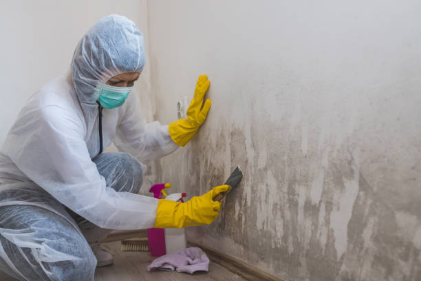 Best Mold Remediation Services  in Kensington, CA