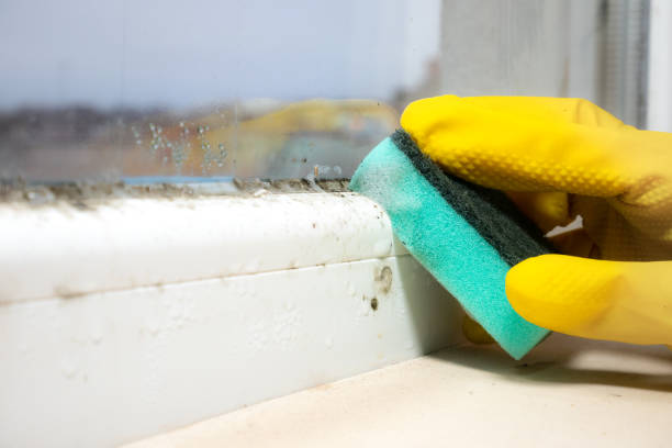 Best Commercial Mold Removal  in Kensington, CA