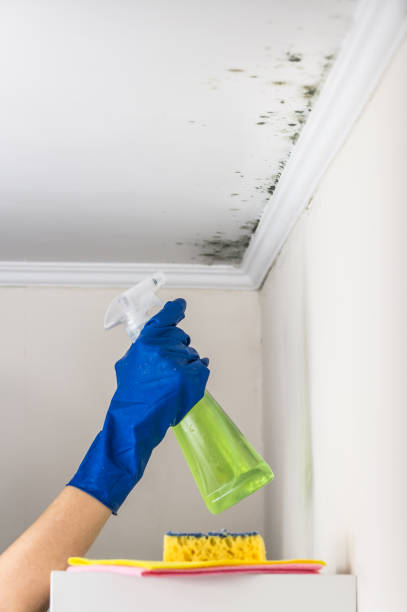 Best Attic Mold Removal  in Kensington, CA