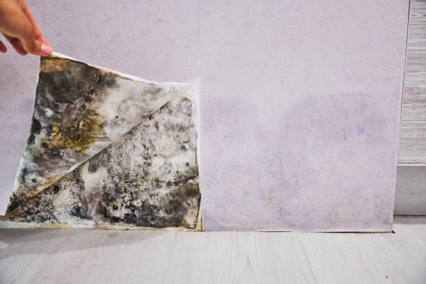 Best Black Mold Removal  in Kensington, CA